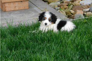 Norma - puppy for sale