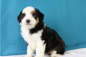 Nell - puppy for sale
