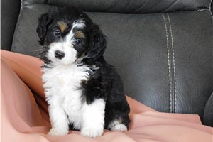 Penelope - Aussiedoodle for sale