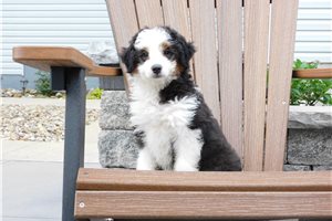 Nell - Aussiedoodle for sale
