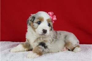 Piper - Aussiedoodle for sale