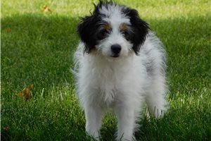 Norma - Aussiedoodle for sale