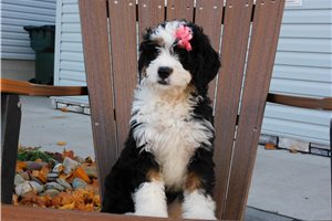 Cordelia - puppy for sale