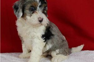 Amanda - puppy for sale