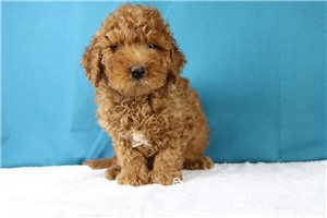 Rufus - Goldendoodle, Mini for sale
