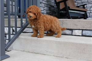 Rufus - Goldendoodle, Mini for sale