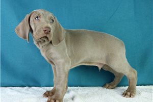 Cyrus - puppy for sale