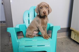 Cue - puppy for sale