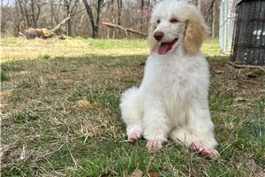 Evanna - puppy for sale