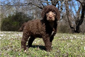 Heidi - Poodle, Standard for sale