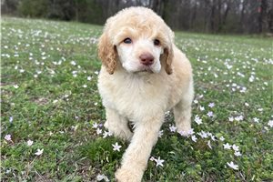 Hope - puppy for sale