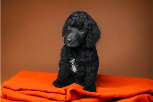 Rupert - puppy for sale