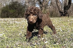 Hubert - Poodle, Standard for sale