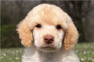 Hunter - Poodle, Standard for sale