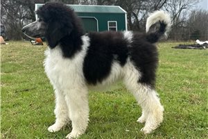Clemence - Poodle, Standard for sale