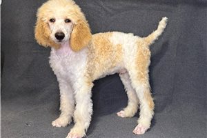 Gordan - Poodle, Standard for sale