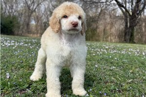 Hillary - Poodle, Standard for sale