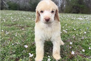 Harlow - puppy for sale