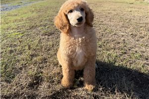 Galahad - puppy for sale