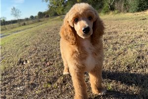Grayson - puppy for sale