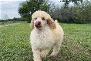 Hope - Poodle, Standard for sale