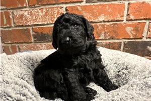 Enzo - puppy for sale