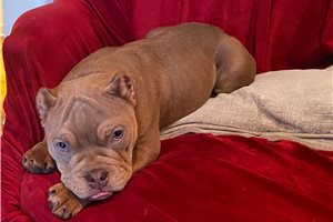 Linus - American Bully for sale