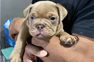 Linus - American Bully for sale