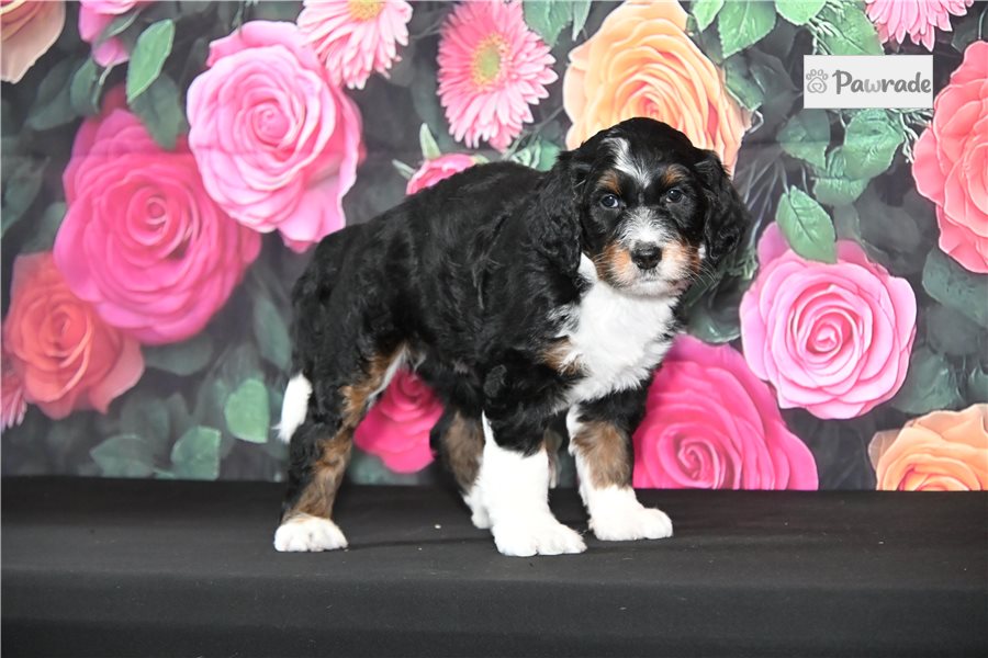 Tessa - Bernedoodle for sale