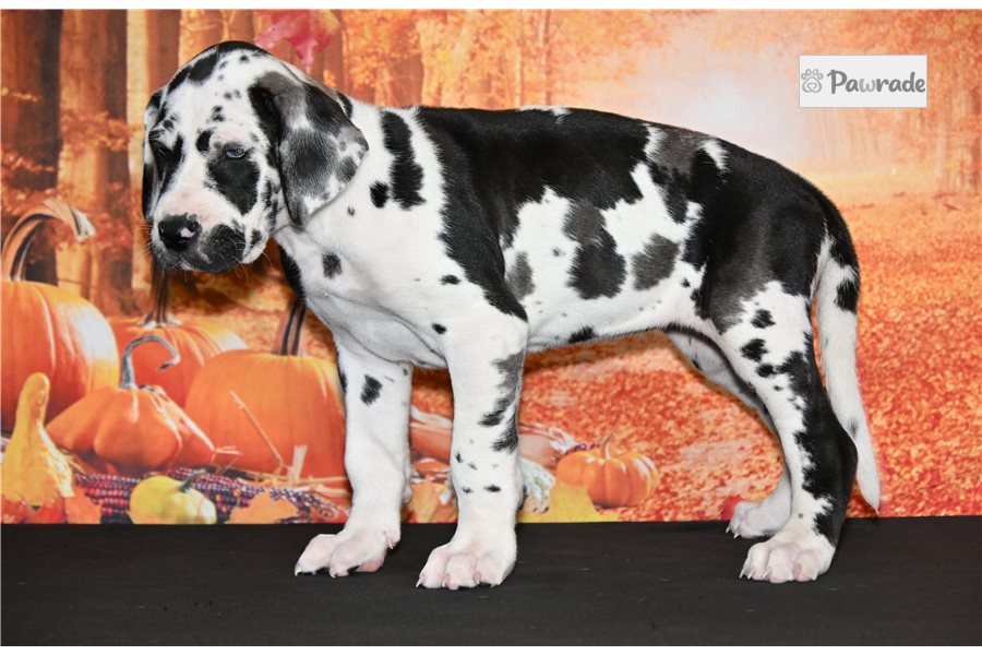 Patty - Great Dane for sale