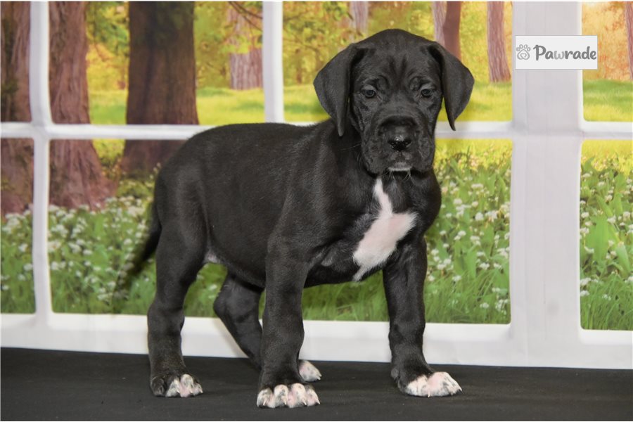 Lady, female Great Dane puppy for sale
