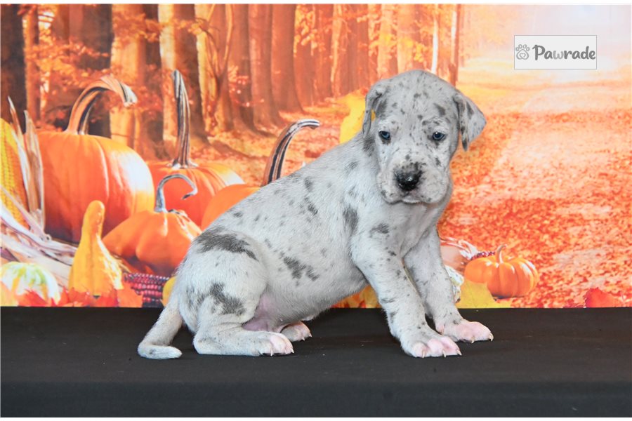 Troy - Great Dane for sale