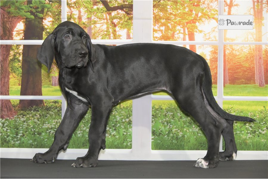 Wilda, female Great Dane puppy for sale