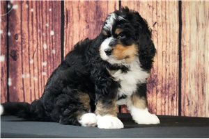 Titan - Bernedoodle for sale