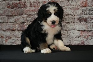 Spanky - puppy for sale