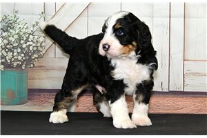 Captain - Bernedoodle for sale