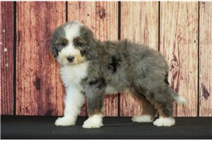 Wyatt - Bernedoodle for sale