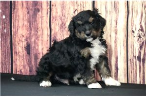 Hank - Bernedoodle for sale