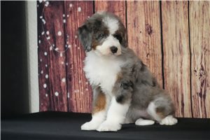 Cedar - Bernedoodle for sale