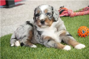 Drake - Bernedoodle for sale