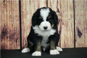 Koda - Bernedoodle for sale