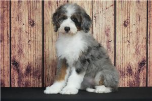 Cedar - Bernedoodle for sale