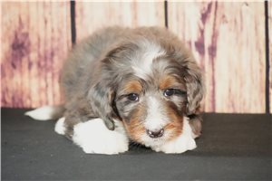 Hazel - Bernedoodle for sale