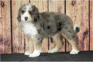 Nala - Bernedoodle for sale