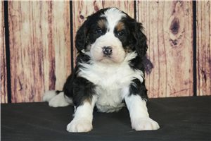 Sandy - Bernedoodle for sale