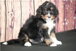 Betsy - Bernedoodle for sale