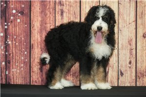 Koda - Bernedoodle for sale