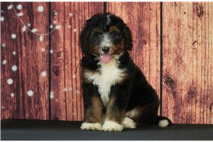 Aspen - Bernedoodle for sale