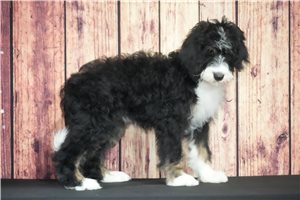 Violet - Bernedoodle for sale