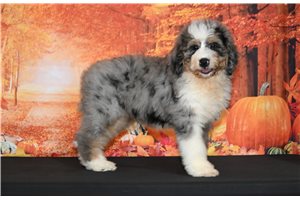 Cordelle - Bernedoodle for sale